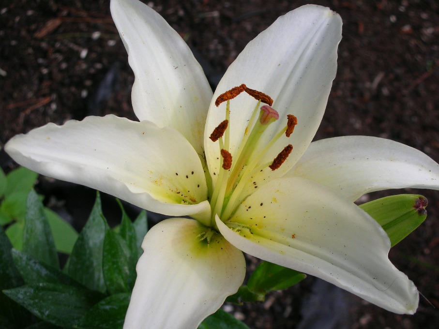 The Lilies Whisper Poetry | A Poem by Deborah Amar | Featured Writings