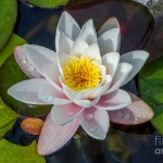 Water Lily White and Pink Flower Fully Bloomed