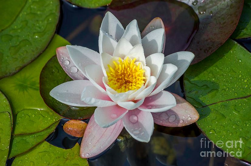 Water Lily White and Pink Flower Fully Bloomed